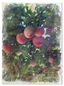 Apricots Watercolor 3